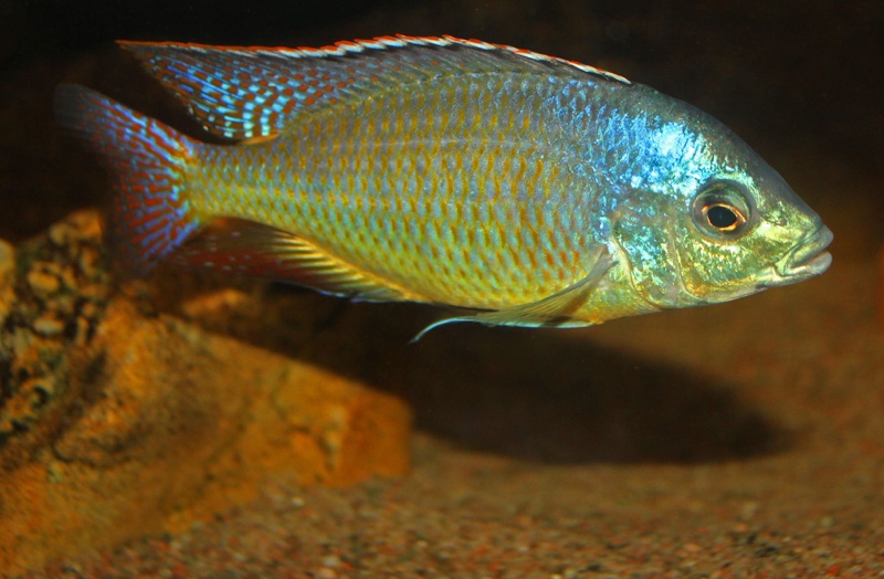 Protomelas virgatus 'Namalenje Island'